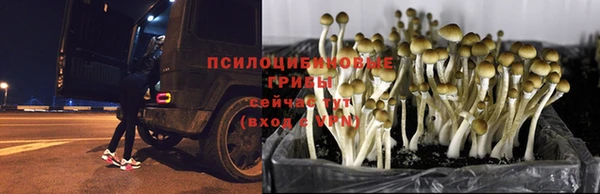 PSILOCYBIN Надым